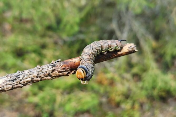 2-Day Small-Group Basic Skills Survival Course in Södermanland - Plants and wildlife: how to spot risk and act without guessing