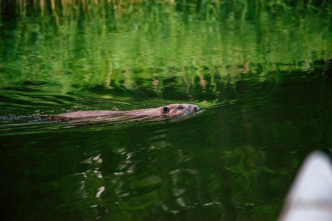 Canoe adventure in Stockholm Archipelago - Price and Value: Is $148.06 Reasonable?