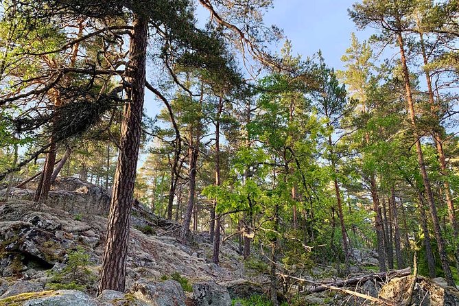 Stockholm: Sunset Hike in Tyresta National Park with Meal - The first hike stretch through Tyresta: dusk, forest paths, and animal-spotting odds