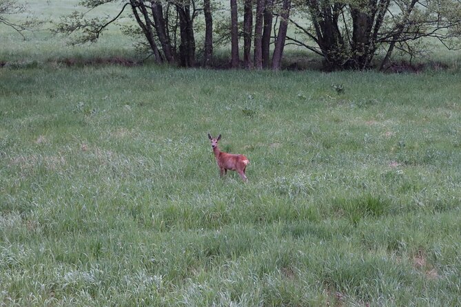 Wolf and Wildlife Tracking in Sweden - Wolf Territory in Sweden: what the day is really like
