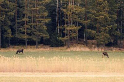 Wolf and Wildlife Tracking in Sweden - Your 8-hour outing from True Nature Sweden AB to Sormlandsleden