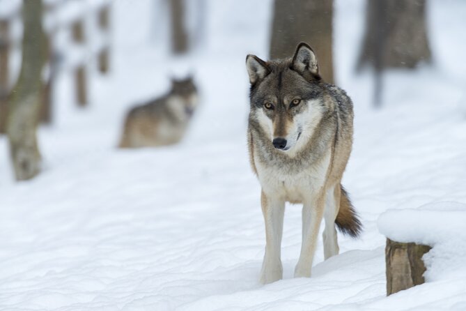 Wolf and Wildlife Tracking in Sweden - The 6 km hike: route tweaks, wind, and staying alert