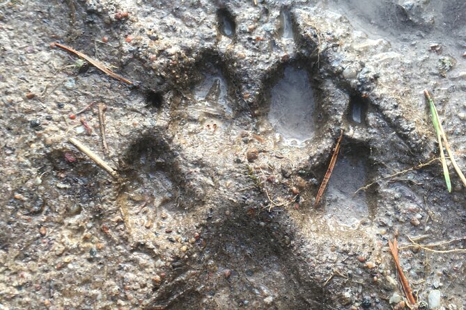 Wolf and Wildlife Tracking in Sweden - Winter mode: walking frozen lakes and tracking by traces