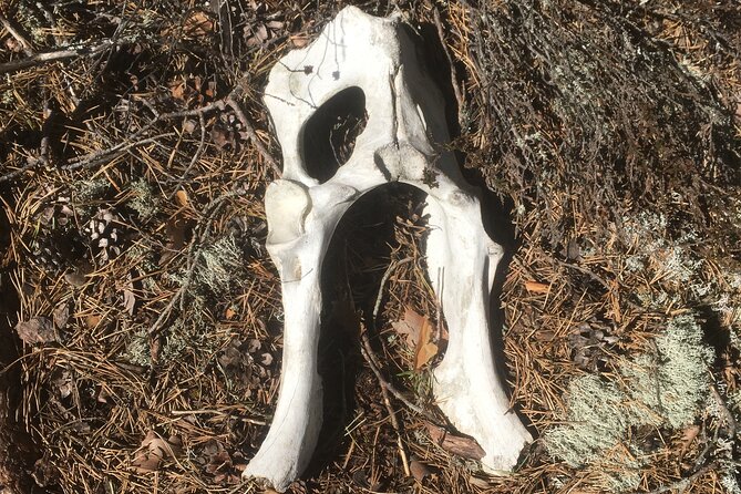 Wolf and Wildlife Tracking in Sweden - The howling experience at a hilltop: a magical moment with no guarantee