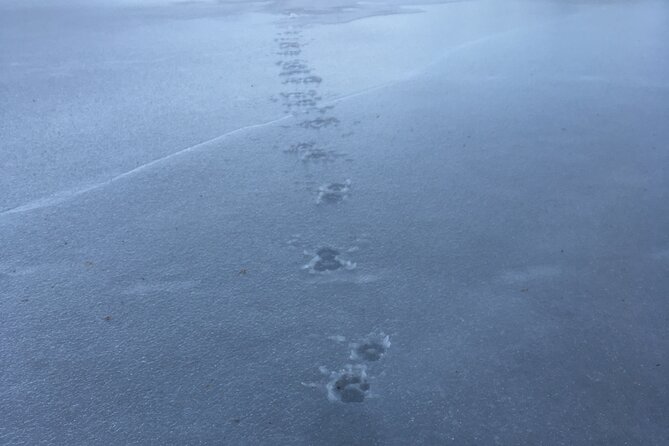 Wolf and Wildlife Tracking in Sweden - Lunch by fire: where the value really shows