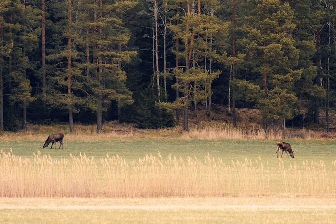 Wolf and Wildlife Tracking in Sweden - Your 8-hour outing from True Nature Sweden AB to Sormlandsleden
